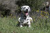 DALMATIEN 075